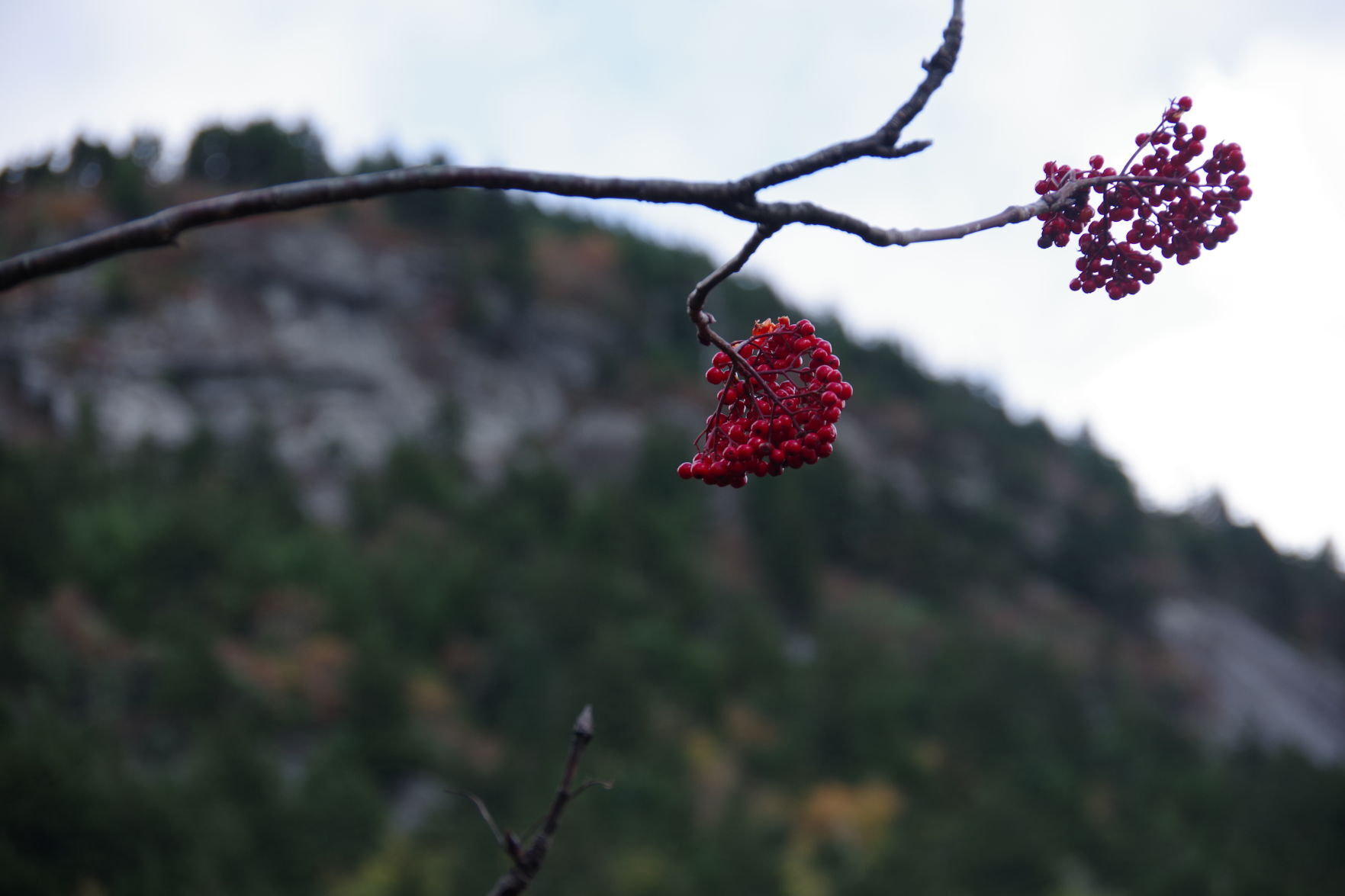 Fall Colors